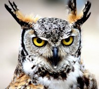 /album/vogels/bubo-virginianus-jpg/